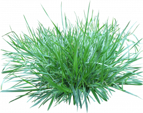 Grass Plant Png