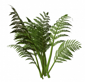 Grass Png hd