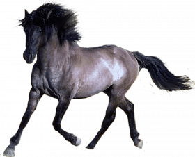 Gray Horse transparent background