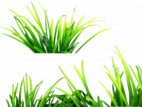 green grass transparent grass png (2)