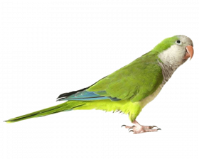 green parrot png images download