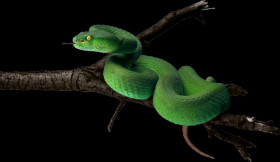 Green snake on tree png