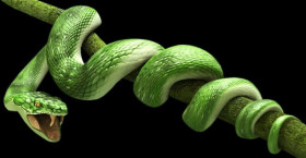 Green snake png download