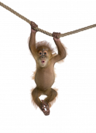 Hanging on branch monkey png