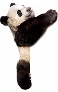 Hanging Panda PNG Images With Transparent Background