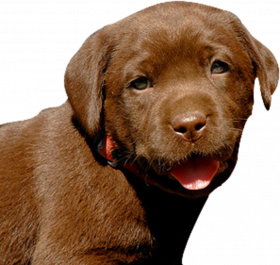 hd 2022 dog png download (4)