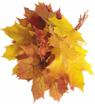 hd Autumn leaves transparent png,Autumn leaves png images