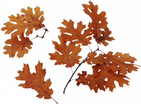 Hd autumn png,Autumn transparent png images