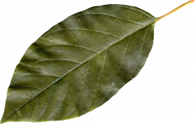 Hd autumn transparent png,Autumn transparent png images