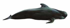 Hd black whales png