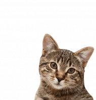 Hd Bloated Feathered Cat png