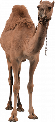 Hd  camel hd png