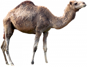 Hd camel hd png download