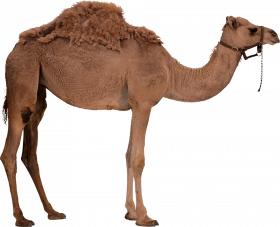 hd Camel png image with transparent background