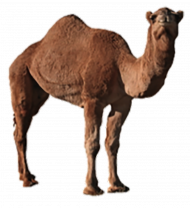 Hd camel png transparent