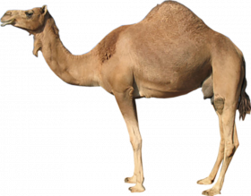 Hd camel transparent background