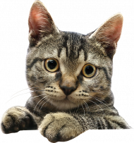 Hd cat png