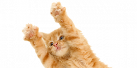 Hd Cat Png Transparent Background