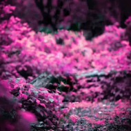 Hd cb edotong background download