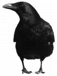 Hd Crow png