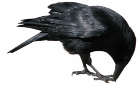 Hd Crow png transparent background