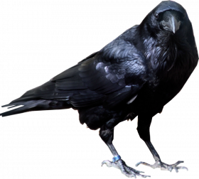 Hd  Crow png transparent background