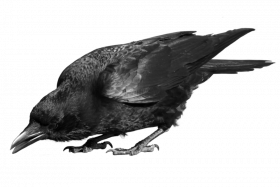 Hd Crow transparent background