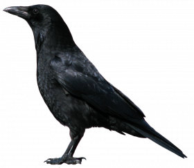 Hd  Crow transparent background