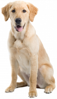 Hd Dog png Download (1)