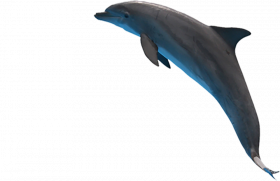 Hd dolphin png