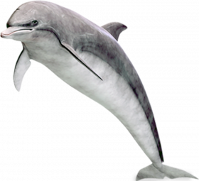 Hd dolphin png with transparent background