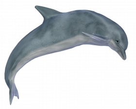 Hd dolphin transparent png