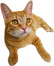 hd Download Ginger Cat transparent PNG