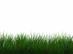 Hd grass png for editing,Grass transparent png
