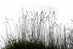 Hd grass transparent png,transparent png images