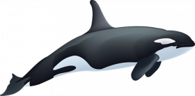 Hd gray whales Transparent background