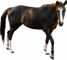 Hd horse Horse transparent background
