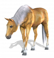 Hd Horse png image image with transparent background