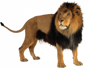 Hd lion transparent png