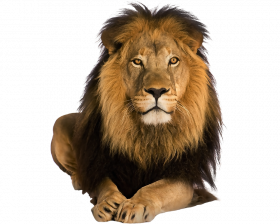 Hd lion transparent  png images