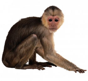 Hd monkey tranprent background