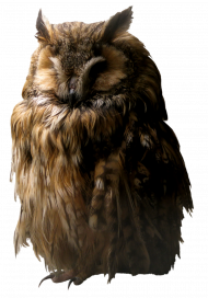 hd owl png