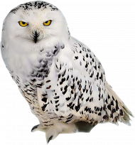 Hd  owl png transparent background