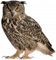 Hd owl png transparent background