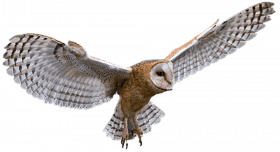 Hd owl transparent png