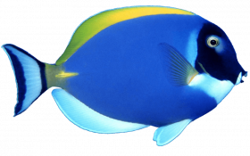 hd png blue fish png image