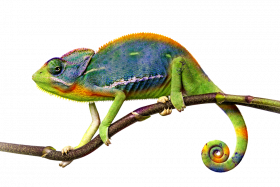 hd png chameleon file
