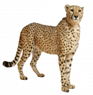 hd png   cheetah png file