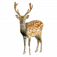 hd png deer
