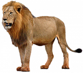 Hd pro lion png